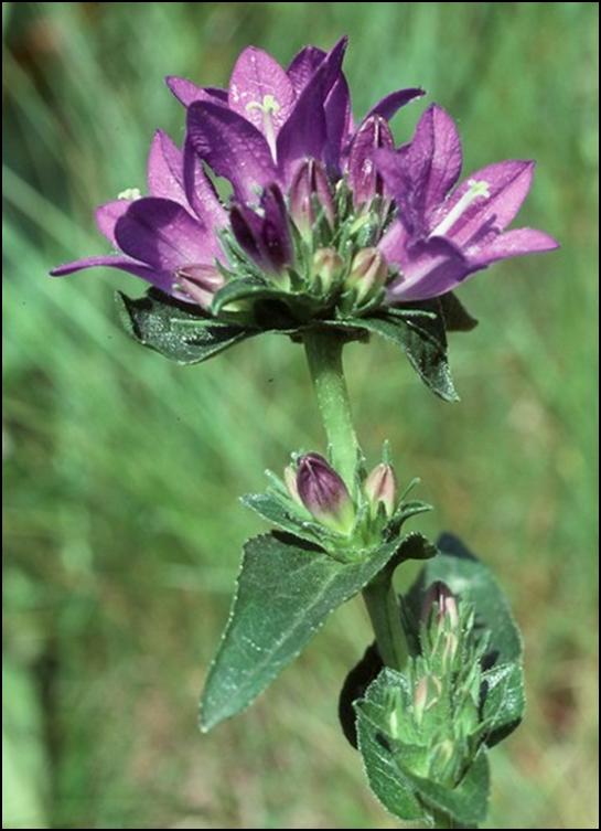 Campanula glomerata / Campanula a mazzetto